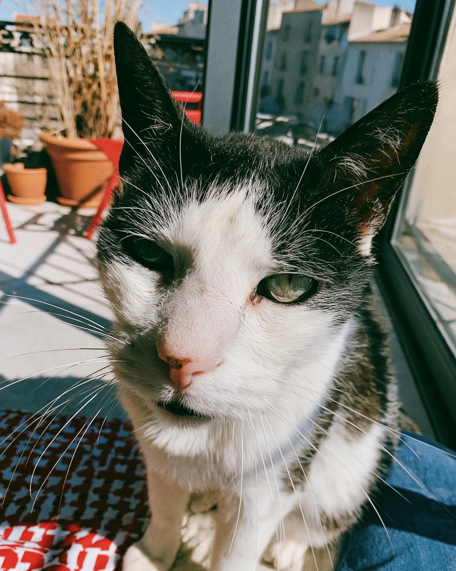 A close-up photo of a black and white cat sitting indoors near a window with sunlight casting shadows, with plants and outdoor ceiling visible in the background.