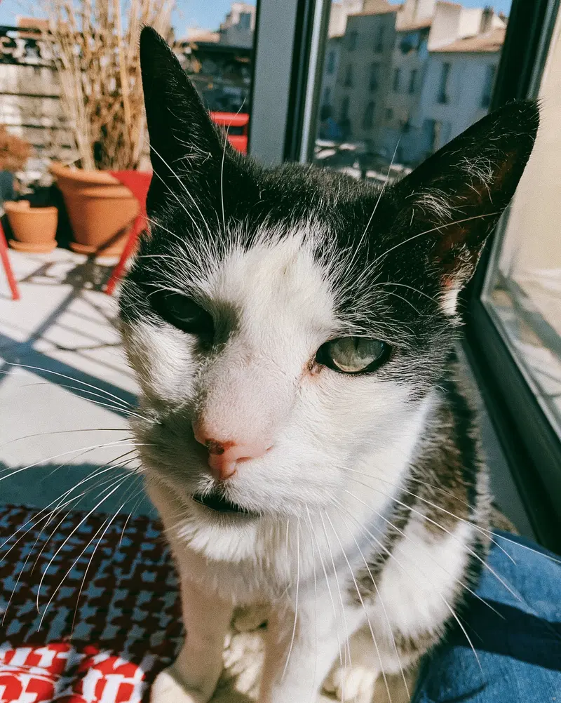 Close-up portrait of a black and white cat in natural light indoors
