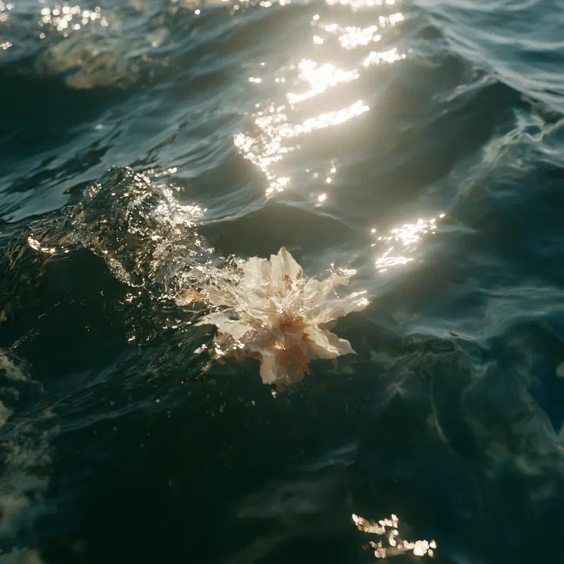 Close up of natural flower floating on sunlit ocean water surface