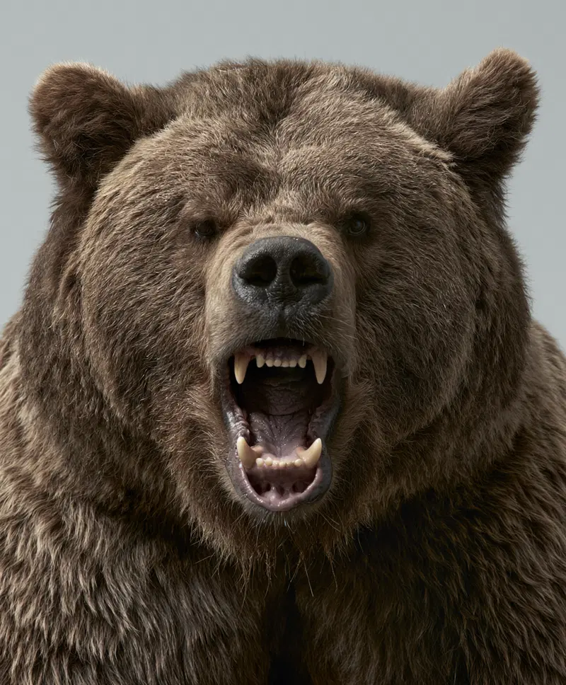 Close-up of a roaring brown bear showing teeth in detail