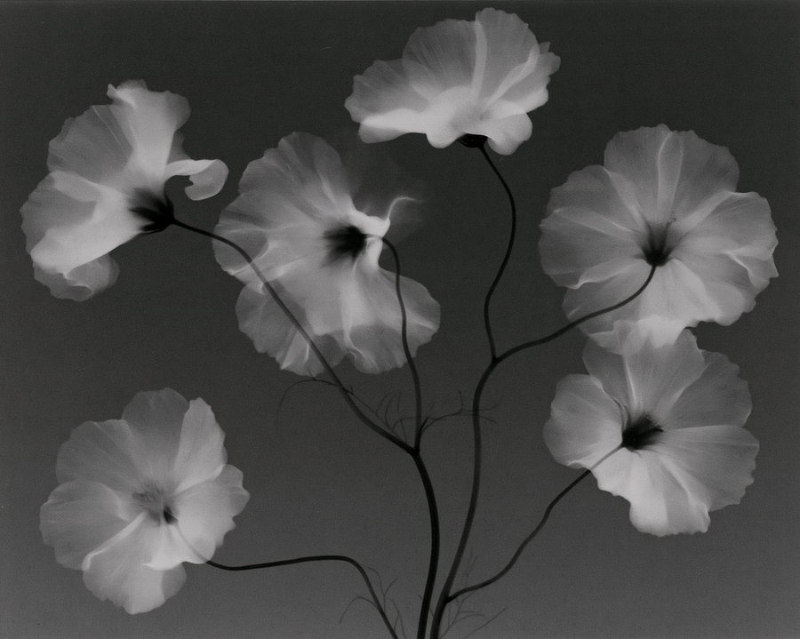 A monochrome photograph showing six translucent, delicate flower blossoms on thin stems set against a dark background.