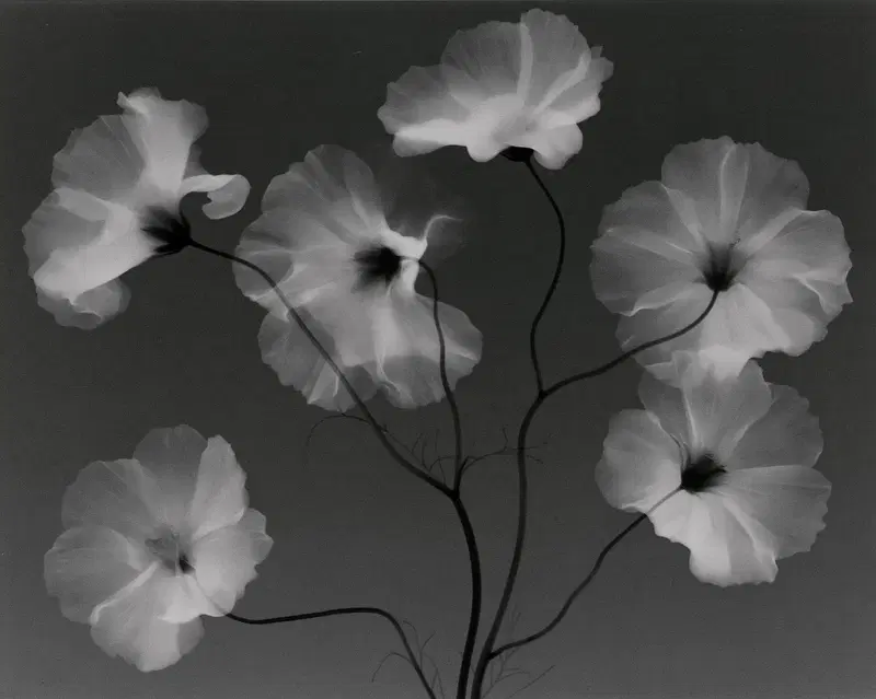 Black and white photographic art of delicate blooming flowers on stems