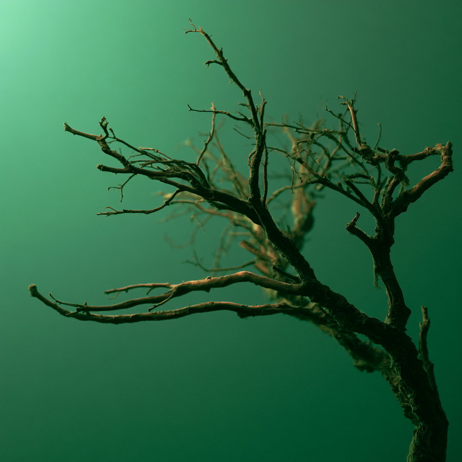 A detailed view of a dry, leafless tree branch with rough bark and smaller twigs extending out, set against a gradient green background.