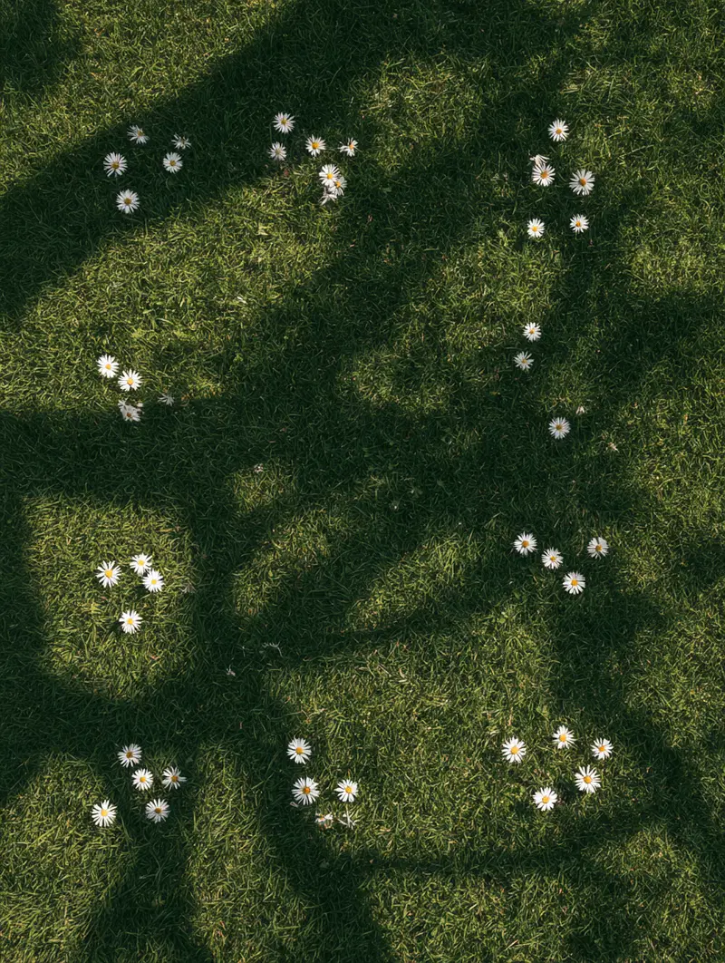 Delicate daisies scattered on green grass with tree shadows overhead
