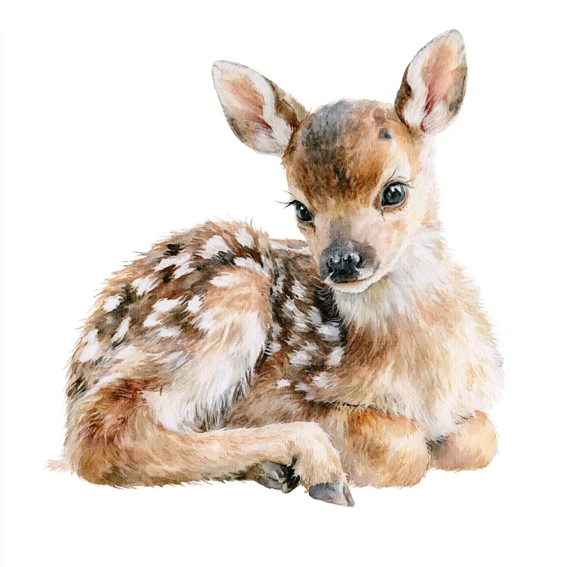 Detailed watercolor painting of a resting baby deer with delicate fur textures