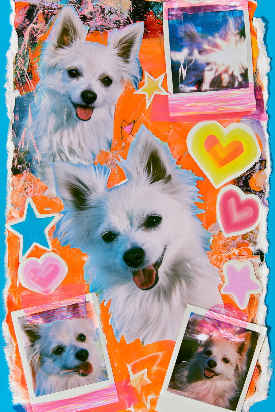 Collage art with multiple photos of a smiling white dog against an orange and blue background, decorated with colorful hearts, stars, and textured paper edges.