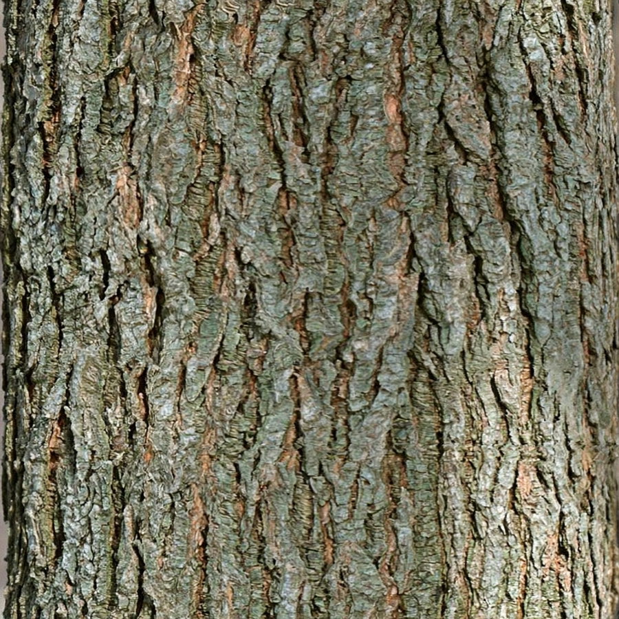 Close-up image focusing on the rough, textured bark of a tree trunk.