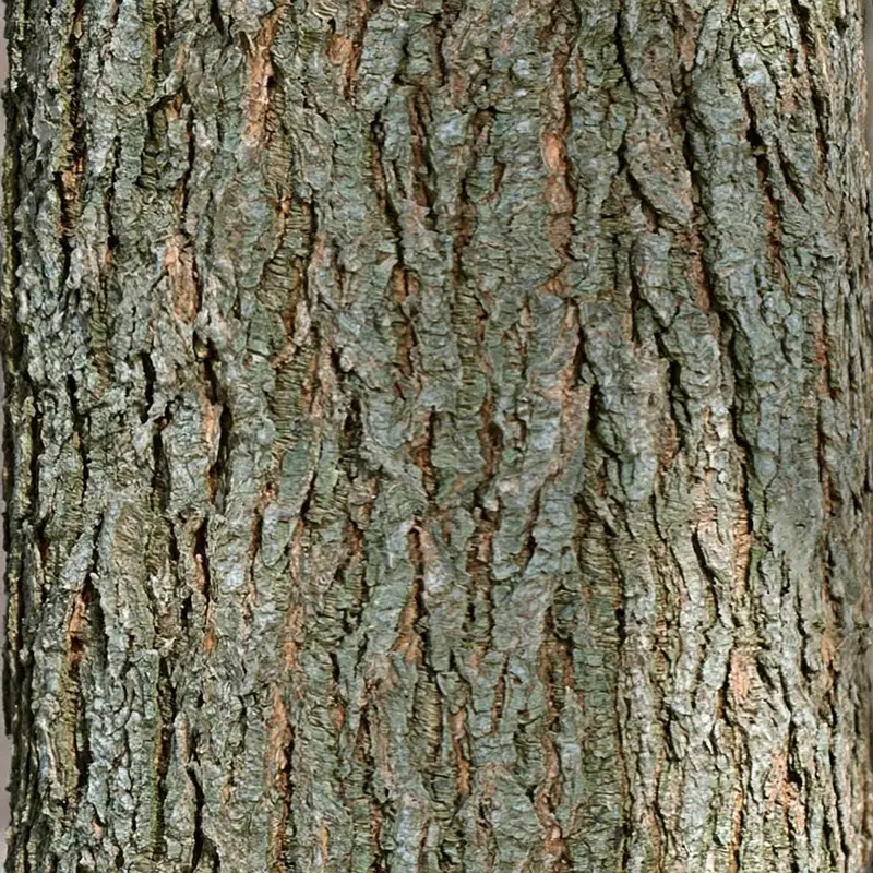 Close-up view of rough textured tree bark showcasing natural detail