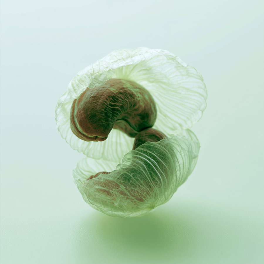 Macro close-up of two translucent, curved organic shapes with intricate vein-like textures, set against a soft pale green background