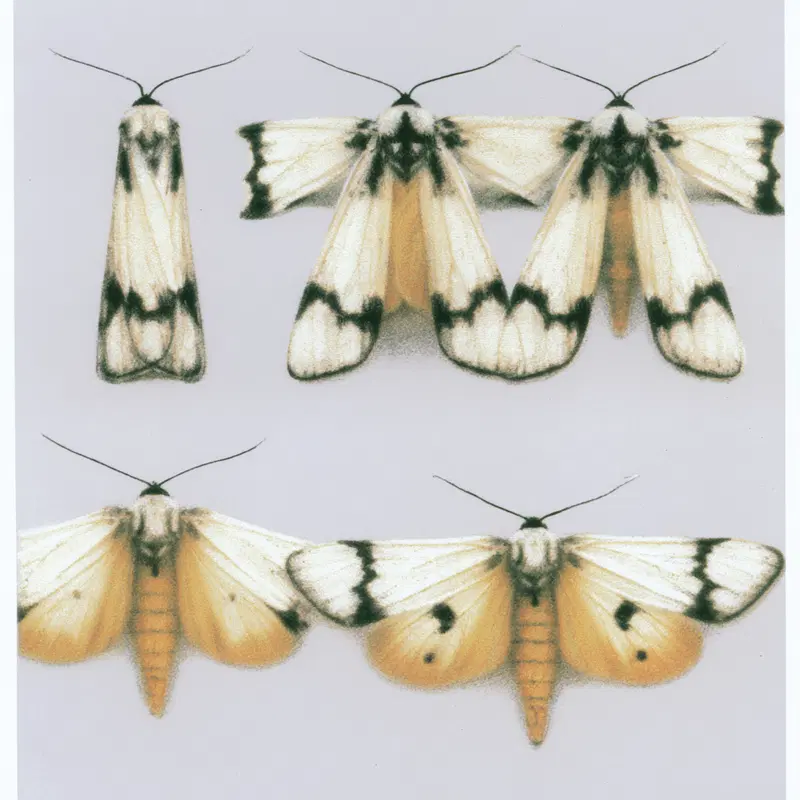 Detailed illustration of different moths or butterflies viewed from above