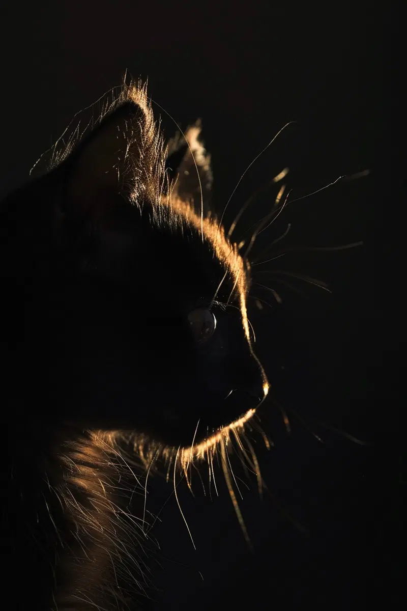 Minimalist Black Cat Wall Art with Glowing Outline