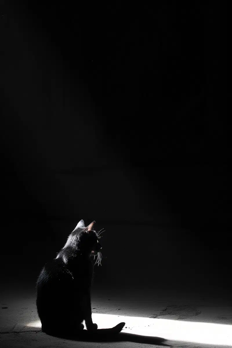 Minimalist Black Cat Wall Art for Dramatic Decor