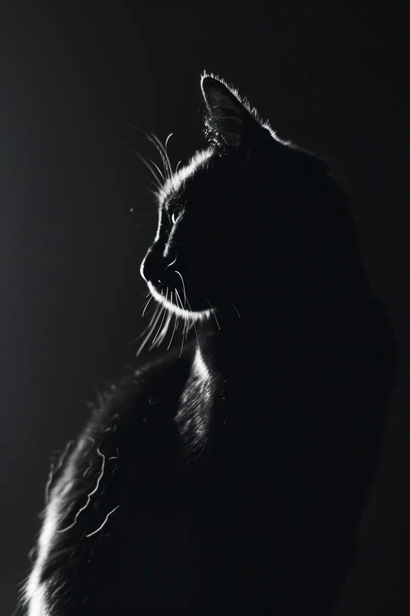 Minimalist Black Cat Silhouette Wall Art for Moody Aesthetic