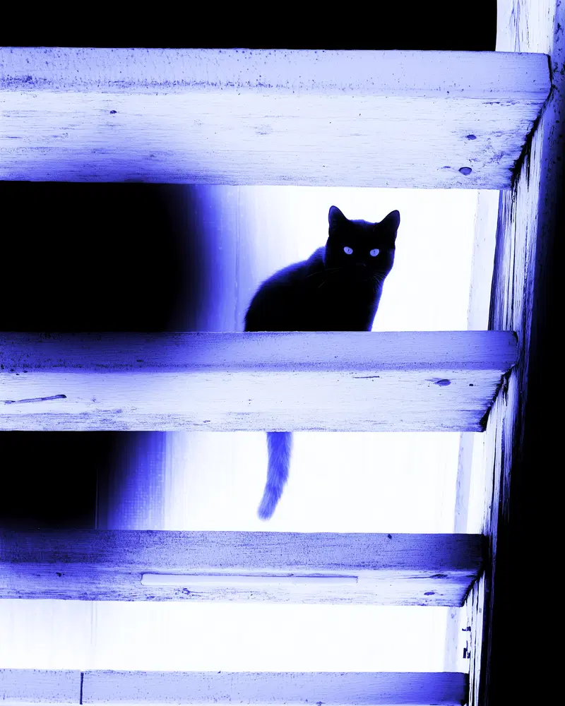 High Contrast Black Cat Photography with White Beams Aesthetic
