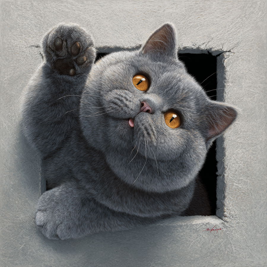 Plump British Shorthair cat playfully reaching from cozy hole