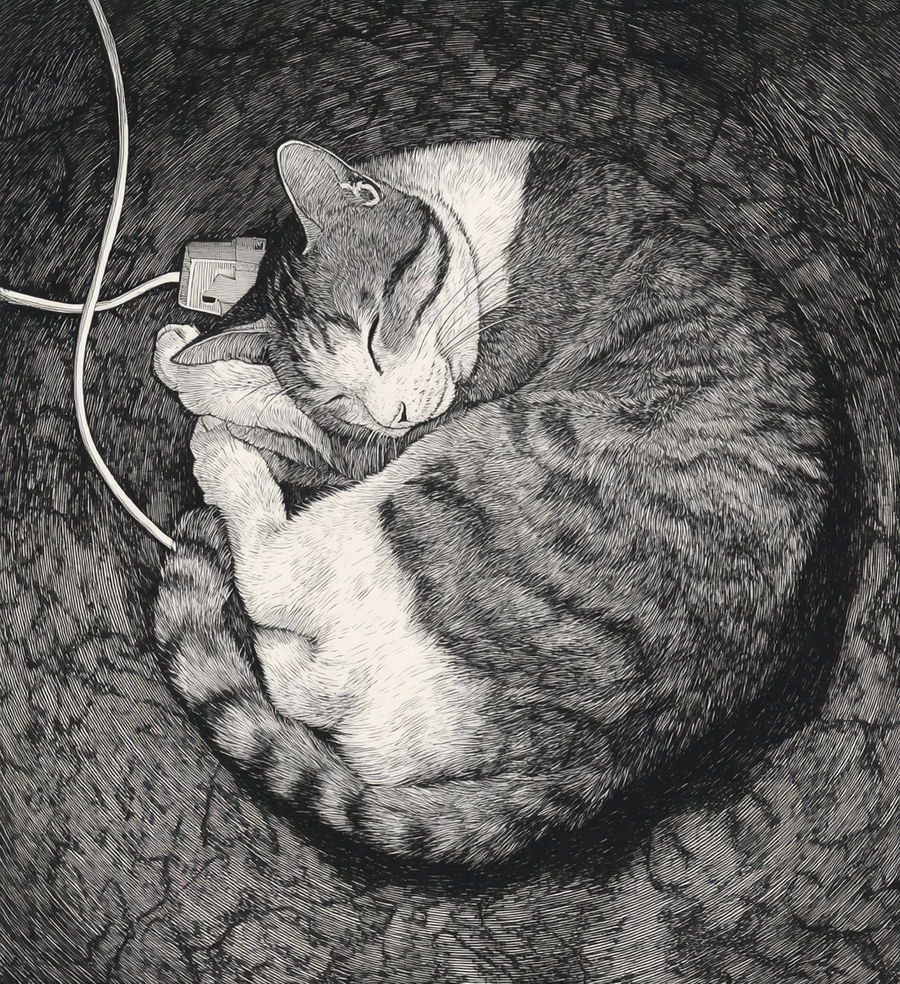 Cat curled on sofa holding electric plug with phone