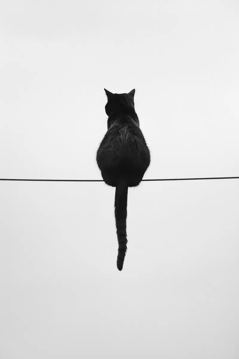 Minimalist Black Cat Wall Art for Modern Decor