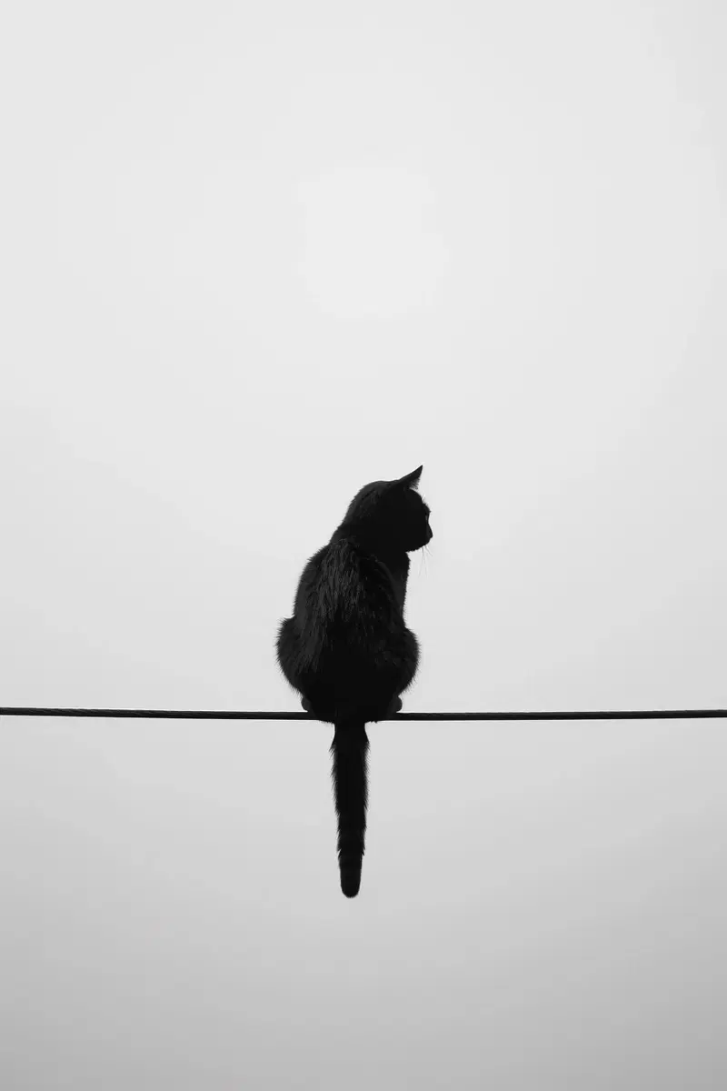 Elegant Minimalist Black Cat Wall Art Printable Decor
