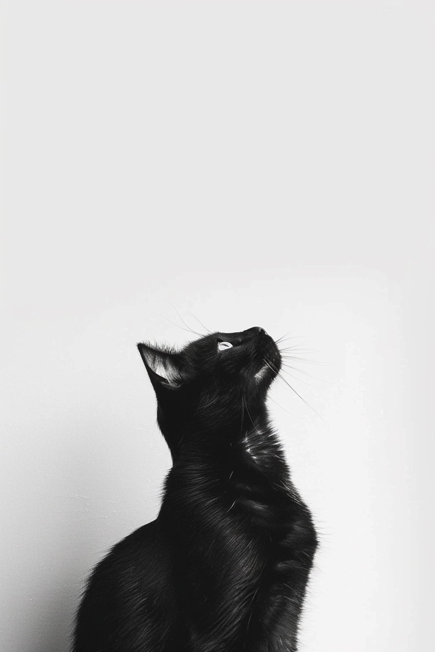 Minimalist black and white cat art on clean background