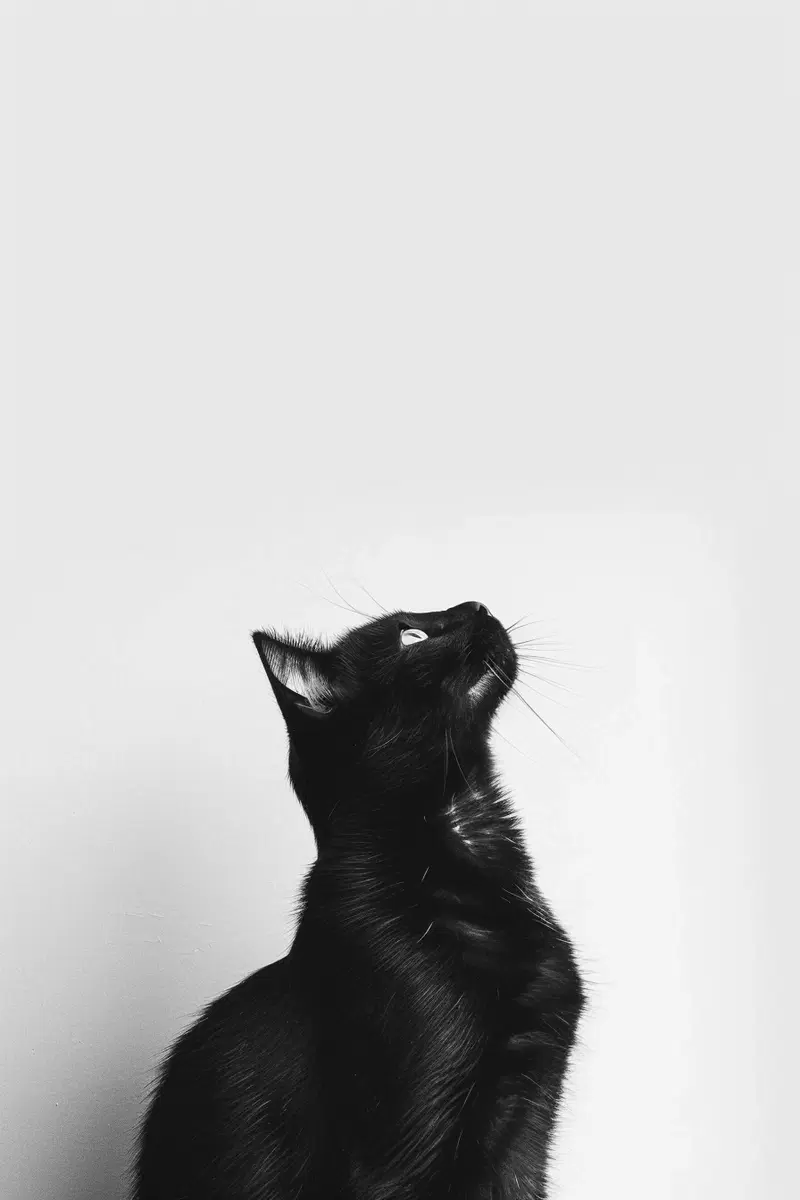 Minimalist Cat Printable Wall Art for Modern Decor