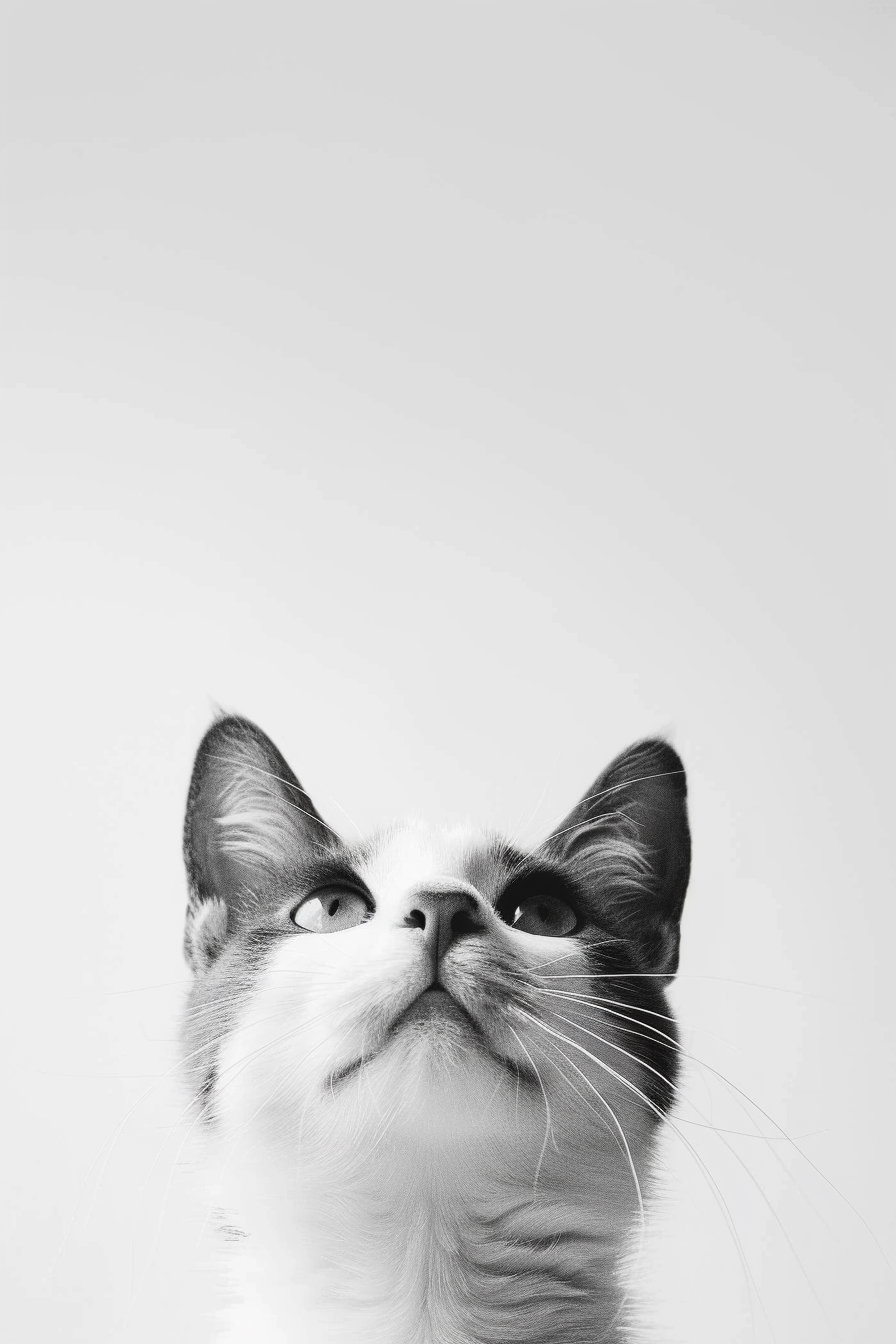 Minimalist black and white cat art on clean background