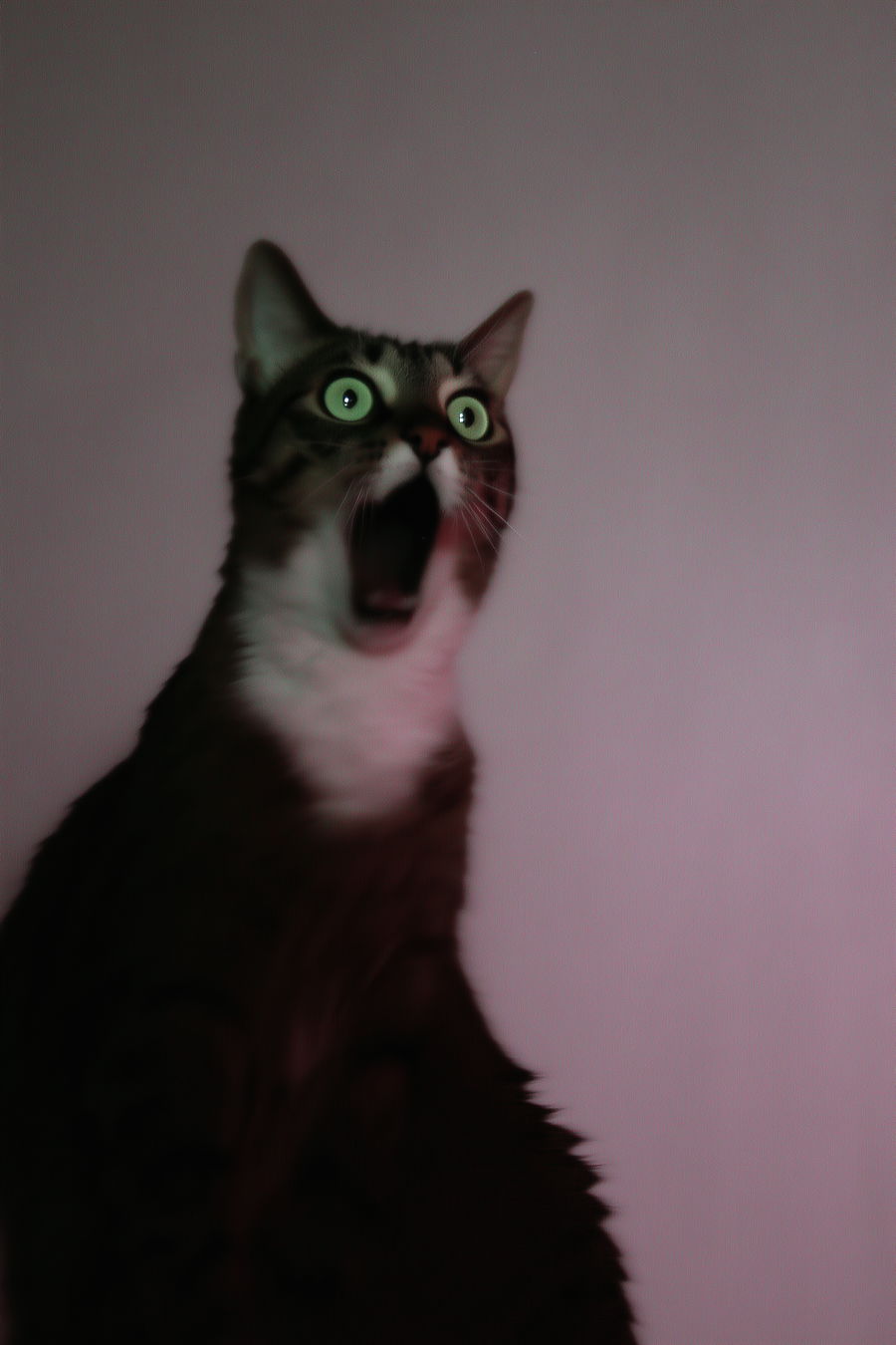 Surprised scared cat with wide eyes on light background