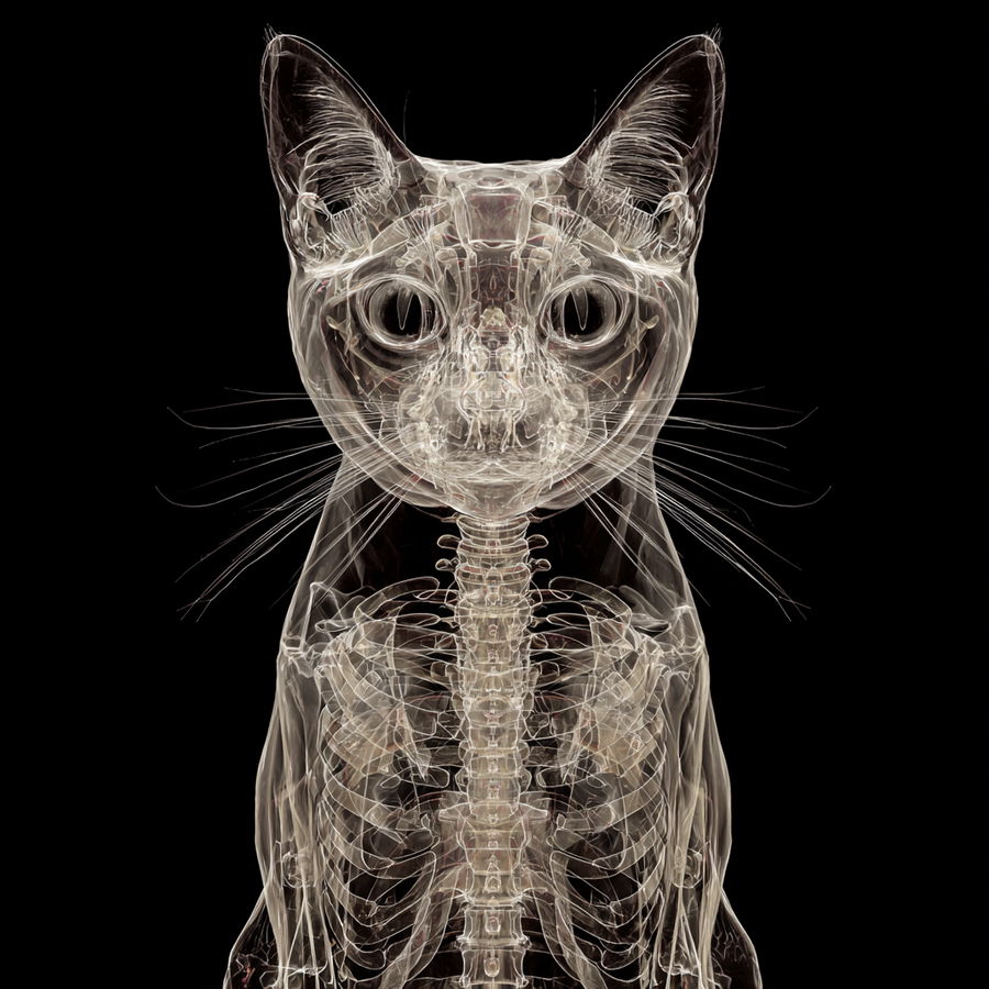 Transparent cat with visible bone inside its head