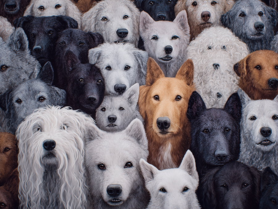 Playful dogs running together in a sunny park