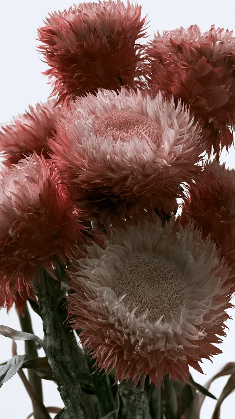 Close-up view of textured pink and white strawflowers against a white background