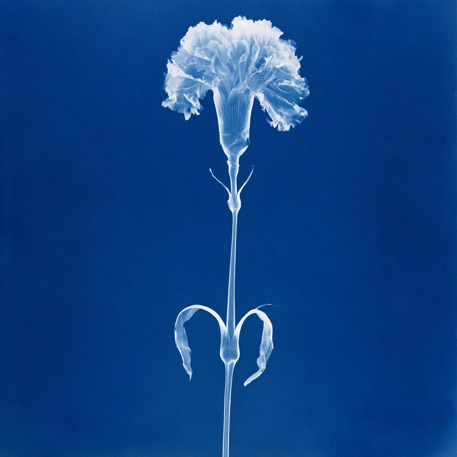 Blue and white cyanotype image showing a single flower with ruffled petals and thin stem on a solid blue background