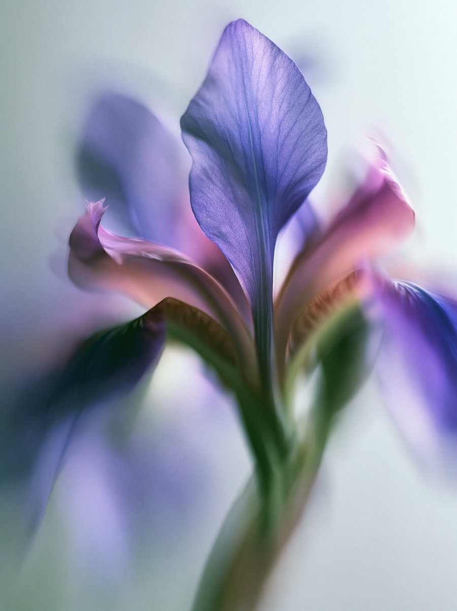 A close-up image of a purple flower with translucent petals and a soft, blurred background in light and pastel tones