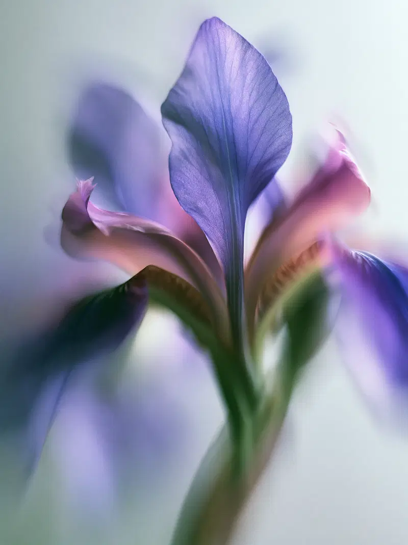 Close-up artistic photograph of a delicate purple flower with soft focus