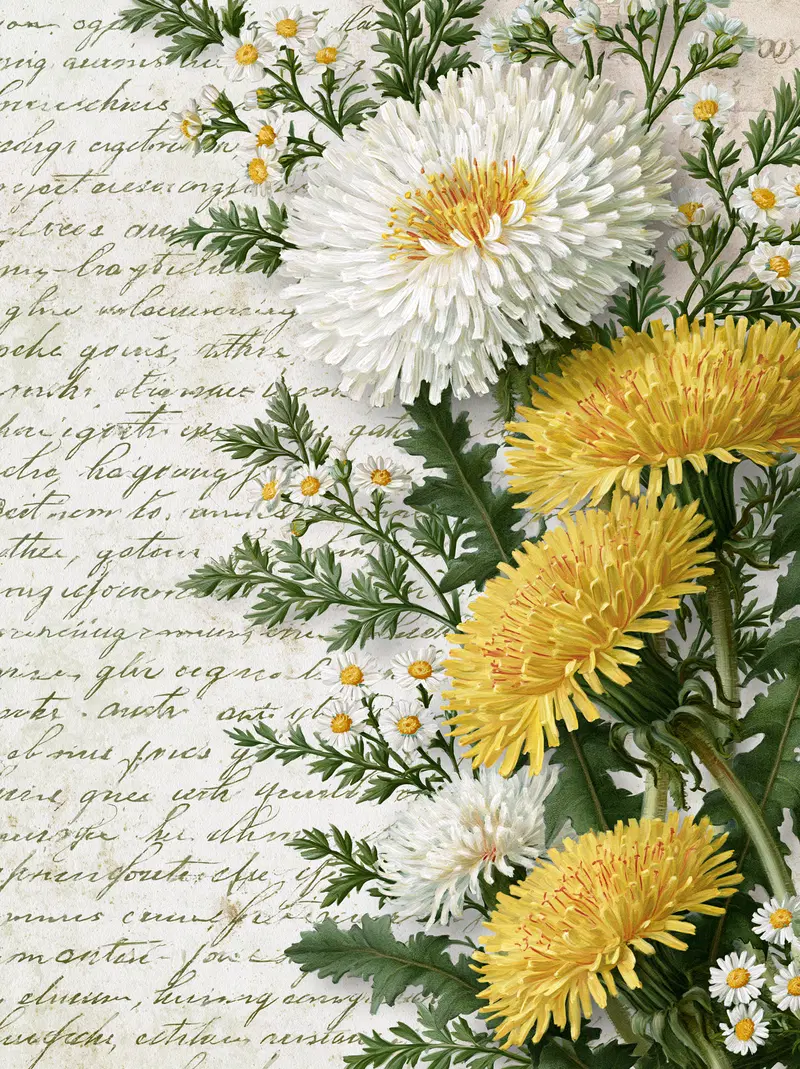 Detailed botanical illustration of yellow and white flowers with cursive writing background