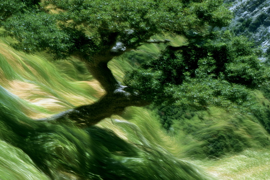 A tree with a thick trunk and green foliage in a dreamy, swirling forest landscape with abstract movement effects in shades of green and yellow