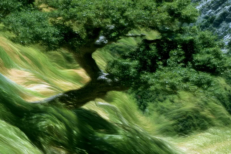 Ethereal dreamlike scene of a tree in a swirling green forest landscape