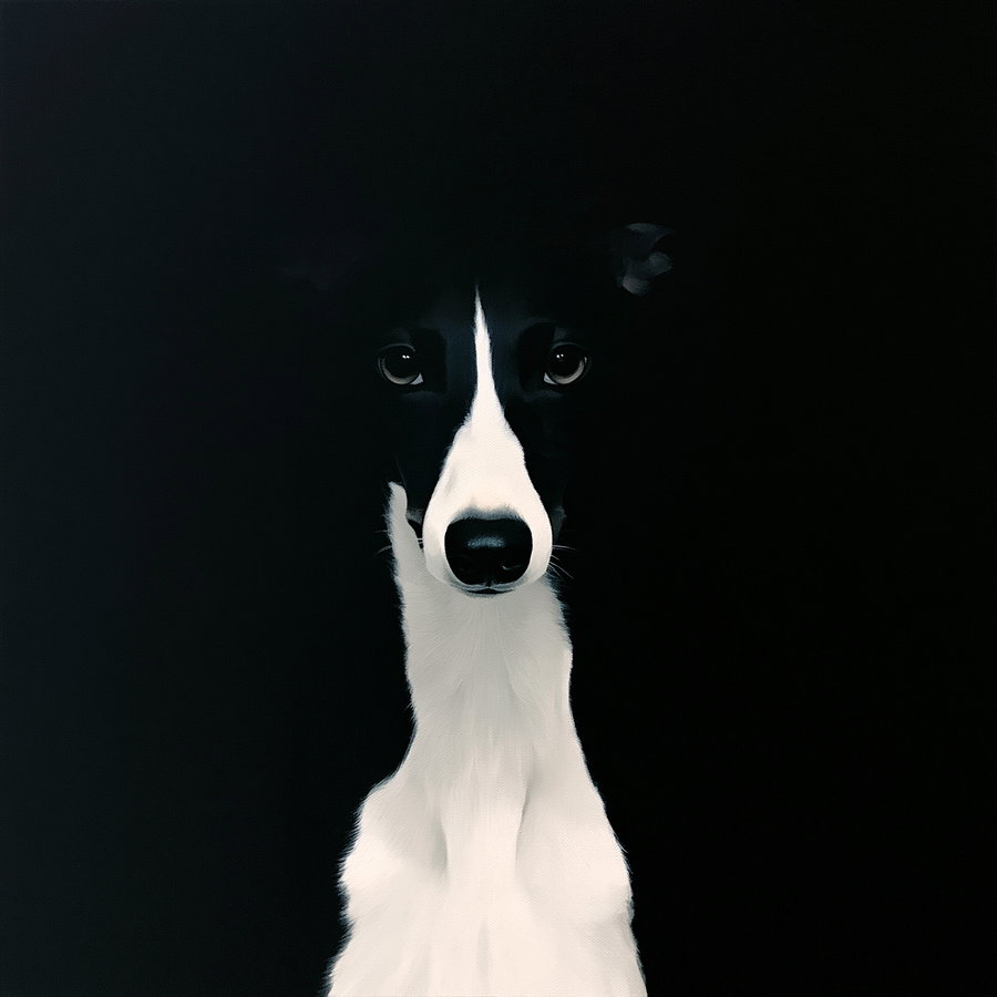 A close-up portrait of a black and white dog against a black background, showing the dog's face and front chest with prominent eyes and nose.