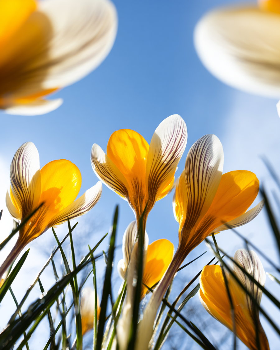Yellow and white crocus flowers blooming against a clear sky