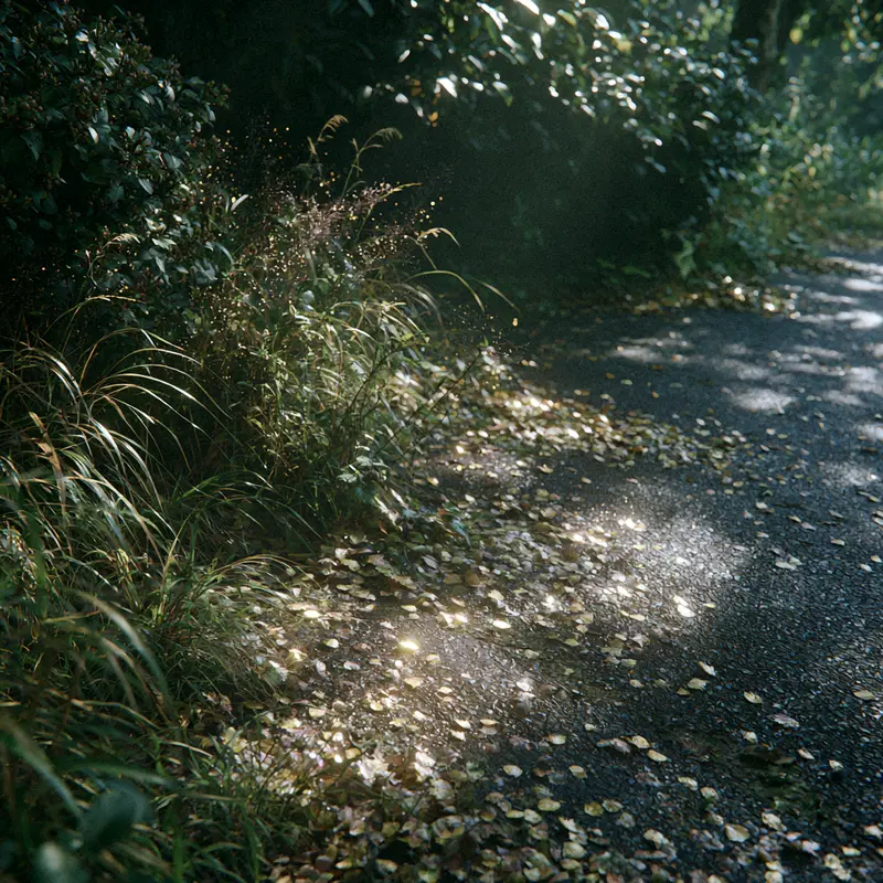Sunlight Filtering Through Leaves on a Quiet Forest Path