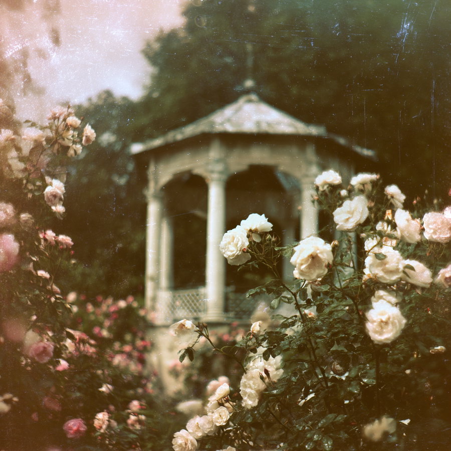 White and pink roses blooming around a vintage gazebo with columns in a soft, dreamy garden setting