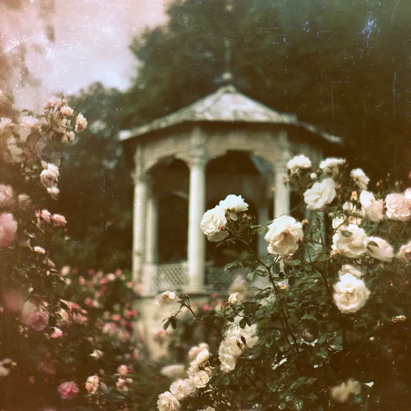 Romantic garden scene with blooming white roses and a vintage gazebo