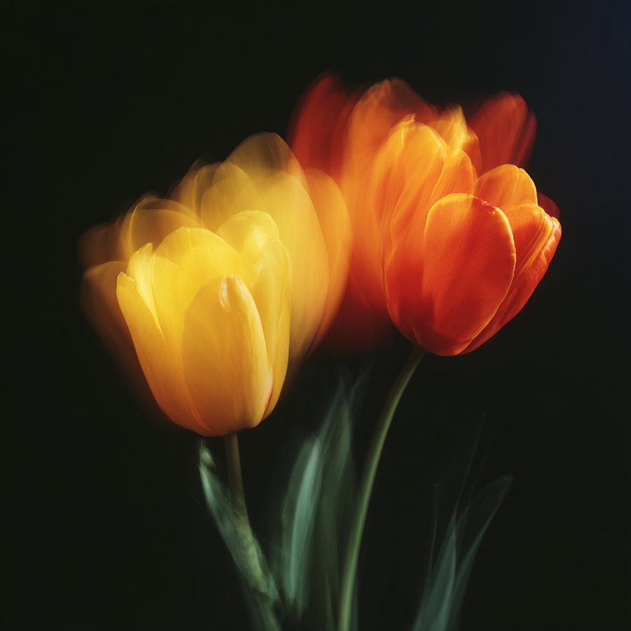 A close-up image of two tulips, one yellow and one red, with a motion blur effect against a dark background.