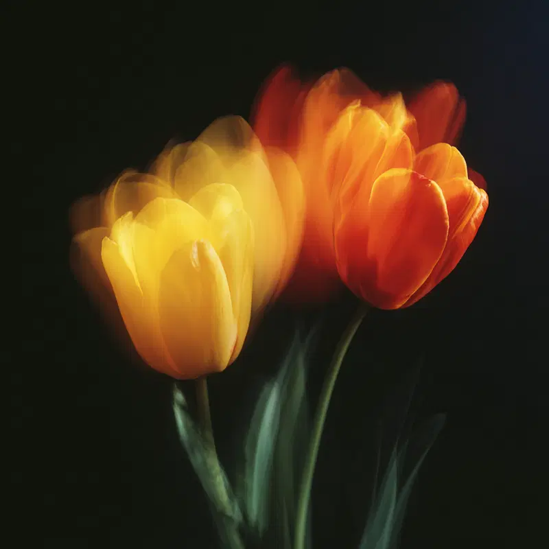 Soft blur photograph of yellow and red tulips with dark background