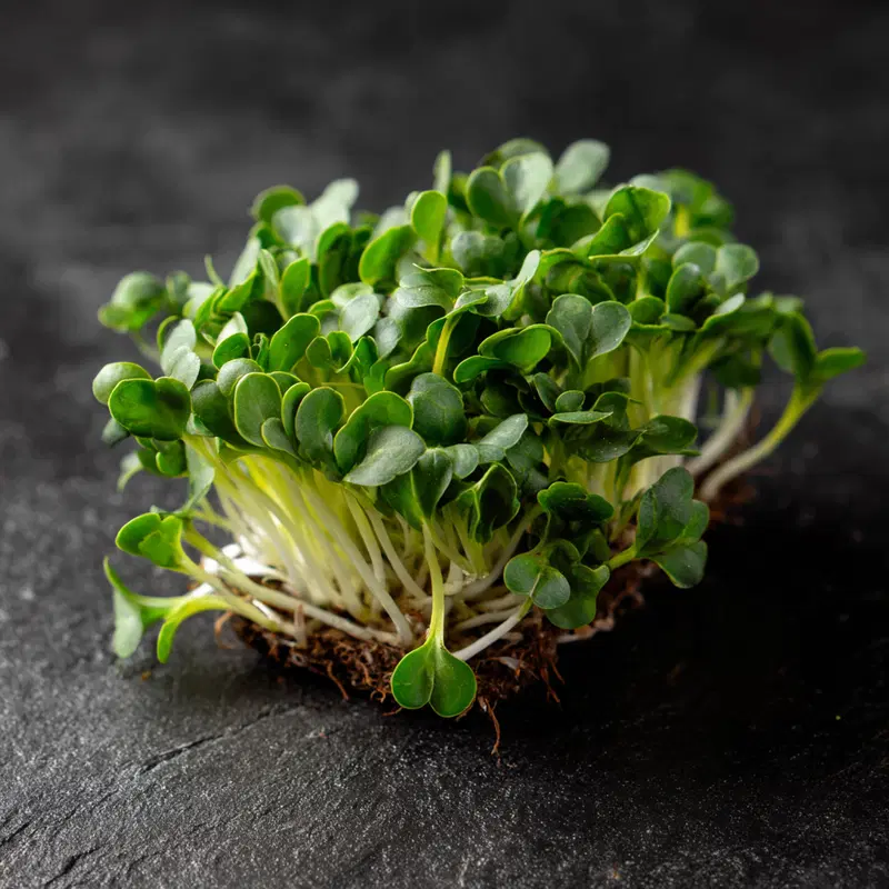 Close-up of fresh green microgreens sprouting from soil on dark surface