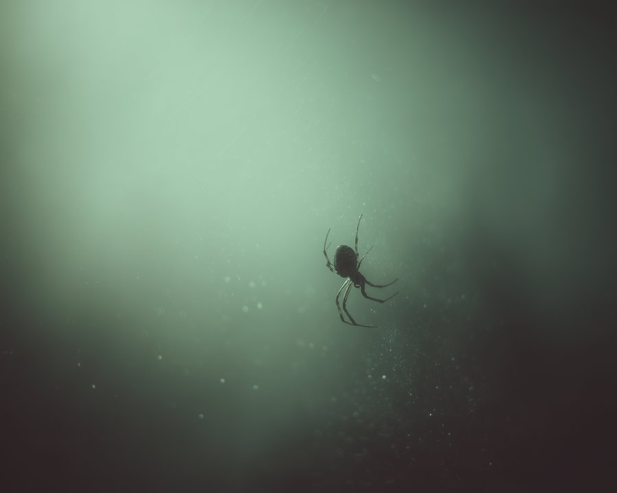 A dark silhouette of a spider suspended on a web with a blurred light green and black background, highlighting the spider's legs and body in focus.